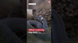 Օձերի տարածք ենք մտել. շինարարական բումը թաքստոցներից հանել է վտանգավոր սողուններին #օձեր #5tv