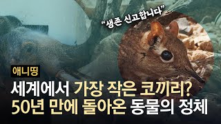 멸종된 줄 알았는데 50년 만에 나타난 앙증맞은 이 동물의 정체 | #애니띵