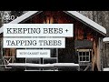 020 • keeping bees tapping trees