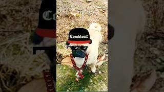 ഓ ...ഒരു പരിഷ്കാരി ,#youtubeshorts #shorts #shortvideo #viral #viralvideo #funny #anime #cat #dog