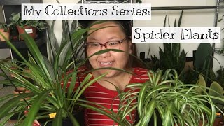 Spider Plant Collection \u0026 Care Tips || Spring ‘20