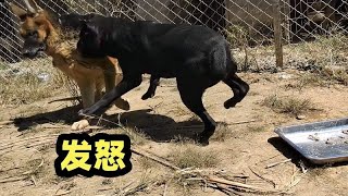 卡斯罗犬突然发怒，吃着羊肉不让德牧靠近，猛犬护食