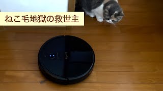 【猫の毛 観覧注意】自動掃除機でお掃除してみたら、掃除ついでにロボット掃除機が遊んでもくれた｜初めての猫との暮らし