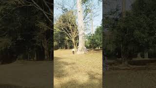 Amazing trees in Cambodia 💕😘❤️