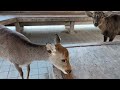 早朝奈良公園誰が与えたのかバナナ食べてる鹿🍌🍌🍌🦌