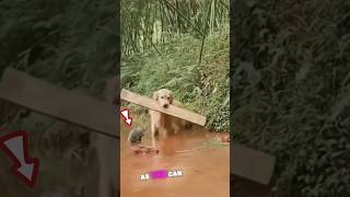 Dog Saves Cat with Wooden Plank 💕 #animals #heartwarming #stories