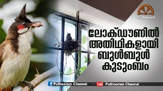 ലോക്ഡൗണില്‍ അതിഥികളായി ബുള്‍ബുള്‍ കുടുംബം | Puthooram News