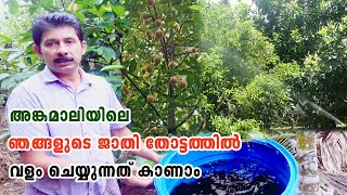 ജാതി കൃഷിയിൽ കൂടുതൽ വിളവ് ലഭിക്കാൻ വളപ്രയോഗം Nutmeg Farm Angamaly | Organic Fertilizer For Jathi