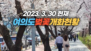 거의 만개한 서울 여의도 윤중로의 2023 3. 30 현재 벚꽃 개화 현황 Blooming status of cherry blossoms in Yeouido, Seoul