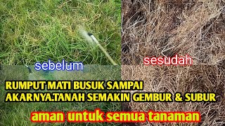 HANYA SEPOTONG SAJA RUMPUT LUDES TIDAK TERSISA SAMPAI BENIHNYA