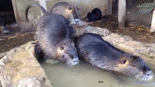 nutria bath time