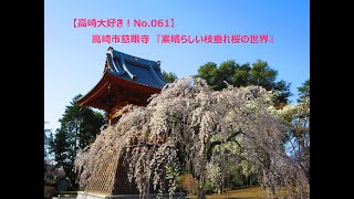 【高崎大好き！No 061】しだれ桜 高崎市慈眼寺