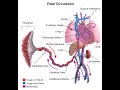 Sistem Peredaran Darah Janin (Fetal Circulation)