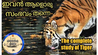 The tiger. all about Tiger 🐅/കടുവ ആള് ഒരു ഭീഗരൻ തന്നെ