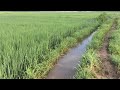 Morning hike around Godavari. Late Aug 2017