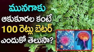 medicinal properties of drumstick |మున‌గ చెట్టు మ‌హ‌త్తు ఉన్న చెట్టు తేల్చి చెప్పిన సైంటిస్టులు