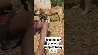 feeding our precious puppies today to get food ❤🐾🙏🐶#animalrescue #straydogs #helping #doglove #cute