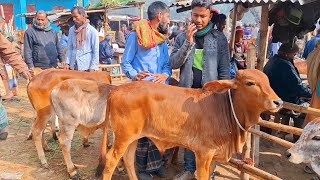 @আজ ৩ ফেব্রুয়ারি 2025 ময়মনসিংহের খামারী কেমন দামে কিনলেন হাট সেরা ষাঁড় বাছুর আমবাড়ী হাট থেকে