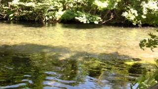 ナイベツ川湧水の近辺の川の様子