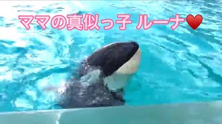 【鴨川シーワールド】【切り抜き】ママの真似っ子 赤ちゃん♡ルーナ♡