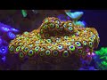 zoanthid care 101