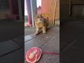 チュールあげても絶対に触らせてくれない猫たぬー shorts 猫