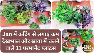 JANUARY में कटिंग से लगाएं कम देखभाल और छाया में चलने वाले 11 परमानेंट प्लांटस #plantsfromcuttings