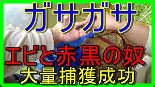 お魚キラーでエビと黒赤の奴の大量捕獲に成功しました！！