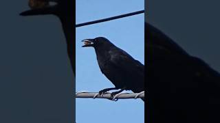 電線で食べているのは何だろう？#bird #crow