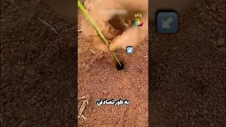 پادشاهی مورچه های باستانی!🐜😳😳