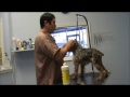 how to groom a fearful dog part 1 the pre bath prep