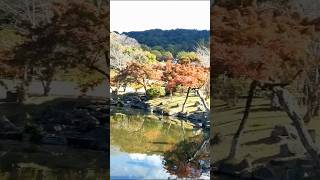 京都　円山公園の紅葉　池の周りのモミジはかなり色づいていました　Maruyama Park in Kyoto, at the peak of autumn leaves