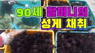 거짓말 안하고 입에서 녹아요!! 제철성게 지금드세요 ~~!!  / Ninety-year-old grandmother's sea urchins.