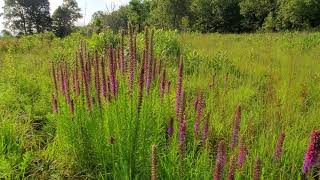 Prairie Blazing Star - Liatris pycnostachya