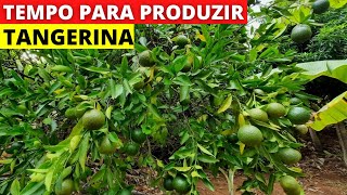 Quanto tempo leva para um pé de tangerina dar frutos