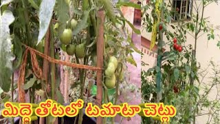 మిద్దె తోటలో టమాటా చెట్లు.