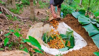 how we make fermented betel nut