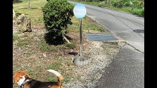 【バス停犬】大好きなはずの小さなバス停を通り過ぎ冒険へ向かったビーグル犬・・・Healing/dog　癒し/犬　ビーグル/BEAGLE　セラピー犬