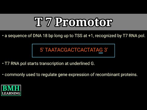 What is T7 and SP6?