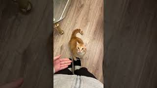 Cute funny cat #animals #animal #shorts #short #animallover #pet #pets #petlover #youtubeshorts