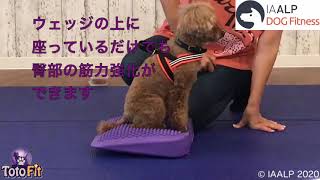 【ドッグフィットネス】K-9コア・ウェッジ５　＞臀部の筋力