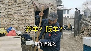 养羊赚钱还是贩羊赚钱？放羊大爷又举了好几个形象例子