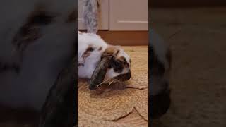 Little house bunny....messing up her house 😂😂😂 #houserabbit #housebunny #bunny #