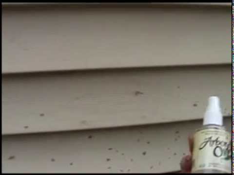 My Backyard. Easily remove stain from vinyl siding. My Backyard. Easily remove stain from vinyl siding.