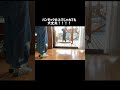 sheinで購入した1 511円の窓付けハンモックは頑丈でした　 shorts かわいい猫動画