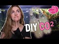 DIY CO2 Planted Tank! Can It Work? Aquascape Results (bonus DISASTER Included)