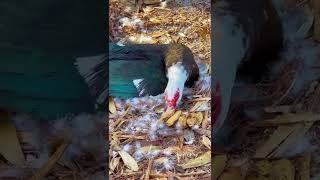 Wild mute duck hatching eggs野生番鸭孵蛋