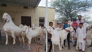 Oldest Farmer Gafoor Chacha Pipad Jodhpur | Al Asad Goat Farm | Top Heavy Bakre.