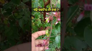 ଏହି ଗଛଟିର ନାଁ କଣ ll #prasannavolgs #myfirstvlog