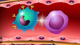 Vaccines and the Immune Response: How Vaccines Work